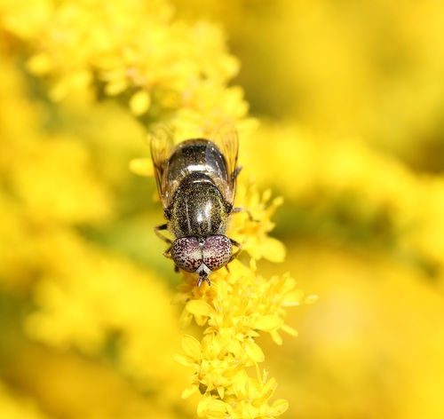 Common Lagoon Fly photo 4