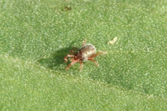 Balaustium