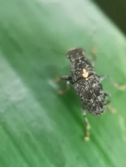 Hypseus