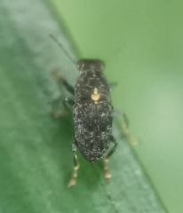 Hypseus