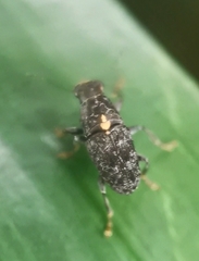 Hypseus