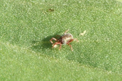 Balaustium