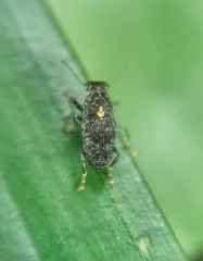 Hypseus