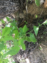 Crotalus molossus oaxacus