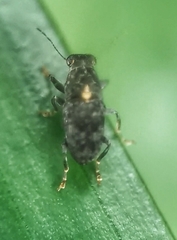 Hypseus