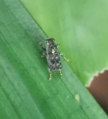 Hypseus