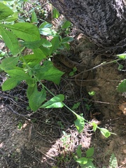 Crotalus molossus oaxacus