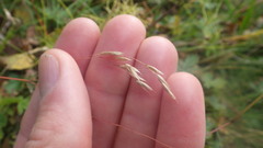 Avenella flexuosa flexuosa