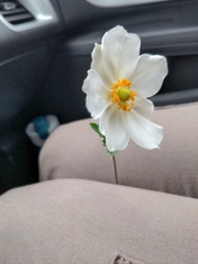 Anemonoides sylvestris