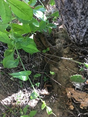 Crotalus molossus oaxacus