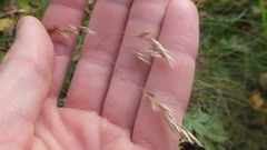 Avenella flexuosa flexuosa