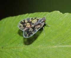Bothriocera cognita