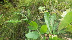 Avenella flexuosa flexuosa