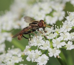 Anasimyia distincta