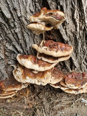 Ganoderma sessile