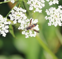 Stenodynerus lineatifrons