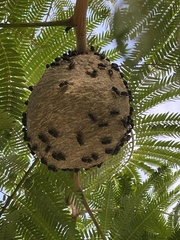 Brachygastra augusti