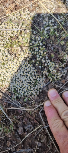 Image of Helichrysum caespititium by (c) Nic Knott-Craig, some rights reserved (CC BY-SA)