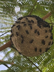 Brachygastra augusti image