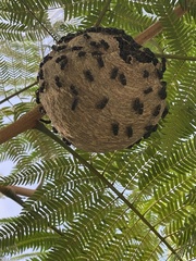 Brachygastra augusti