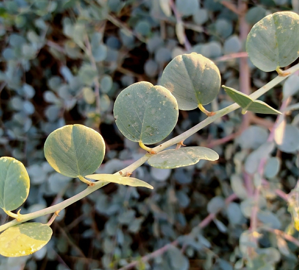 Egyptian Caper from Tizi Ouzou, Algérie on October 2, 2021 at 0601 PM