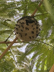 Brachygastra augusti