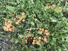 Coprinellus micaceus