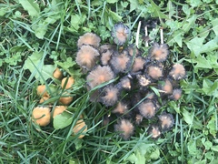 Coprinellus micaceus