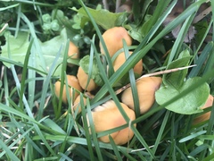 Coprinellus micaceus