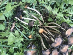 Coprinellus micaceus