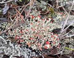 Cladonia incrassata