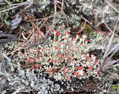 Cladonia incrassata
