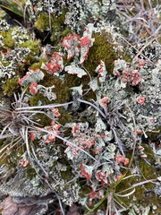 Cladonia incrassata
