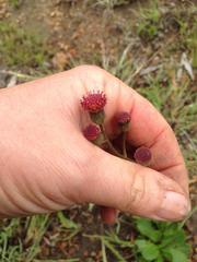 Senecio discodregeanus