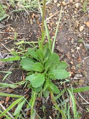 Senecio discodregeanus