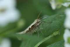 Plutellidae