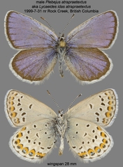 Plebejus idas atrapraetextus
