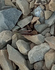 Stenobothrus rubicundulus