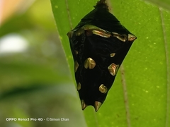 Tanaecia iapis puseda