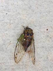 Neotibicen tibicen australis