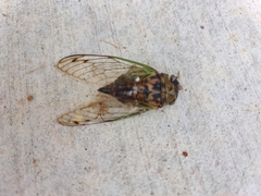 Neotibicen tibicen australis