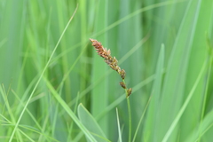 Carex sartwellii