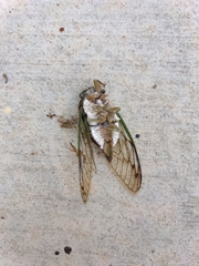 Neotibicen tibicen australis