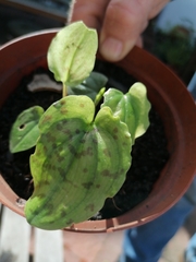 Drimiopsis
