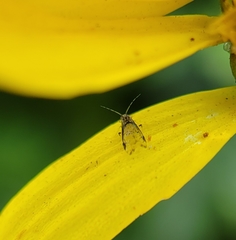 Sarucallis kahawaluokalani