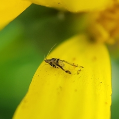 Sarucallis kahawaluokalani