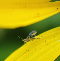Sarucallis kahawaluokalani