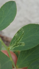 Liriomyza congesta