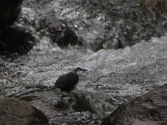 Cinclus leucocephalus