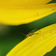 Sarucallis kahawaluokalani